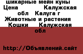 шикарные мейн куны › Цена ­ 18 000 - Калужская обл., Калуга г. Животные и растения » Кошки   . Калужская обл.